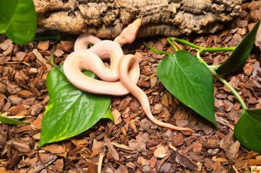 Boas kaufen und verkaufen Photo: Eclyps Albino Kahl line *** Boas kaufen und verkaufen Photo: Eclyps Albino Kahl line ***
