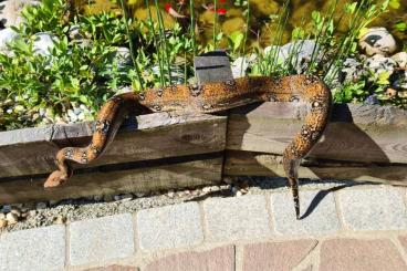 Snakes kaufen und verkaufen Photo: Boa c. imperator Leopard Holdback Mädchen Snakes kaufen und verkaufen Photo: Boa c. imperator Leopard Holdback Mädchen