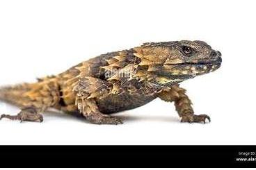 Lizards kaufen und verkaufen Photo:  Suche Orubus cataphractus 1.1 oder 1.2