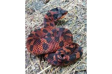 Schlangen kaufen und verkaufen Foto: 1.1 Heterodon platirhinos (eastern hognose snake)