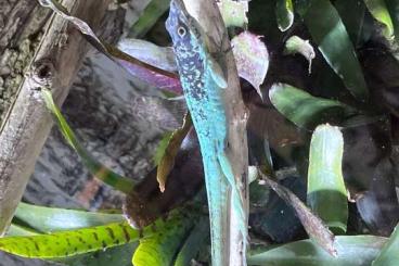 Lizards kaufen und verkaufen Photo: Anolis roquet summus "Macouba"