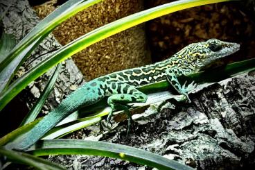 Lizards kaufen und verkaufen Photo: Anolis marmoratus marmoratus "Trois Rivieres"