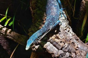 Monitor lizards kaufen und verkaufen Photo: Varanus Macraei 1.1/Blauer Baumwaran