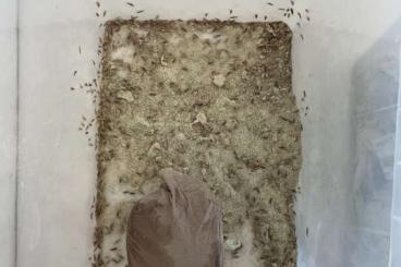 Feeder animals kaufen und verkaufen Photo: Ofenfischchen circa 5500 Stück Reptilen Futter Feeder animals kaufen und verkaufen Photo: Ofenfischchen circa 5500 Stück Reptilen Futter