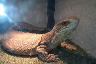 Monitor lizards kaufen und verkaufen Photo: Steppenwaran Männchen 6JAHRE 