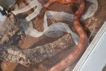 Snakes kaufen und verkaufen Photo: Königspythons und Kornnatter Snakes kaufen und verkaufen Photo: Königspythons und Kornnatter