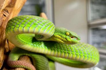 Venomous snakes kaufen und verkaufen Photo: Crotalus Atrox Trimeresurus Albolabris Venomous snakes kaufen und verkaufen Photo: Crotalus Atrox Trimeresurus Albolabris
