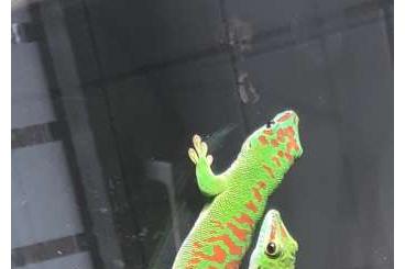 Geckos kaufen und verkaufen Foto: Biete 0.0.5 phelsuma grandis high red