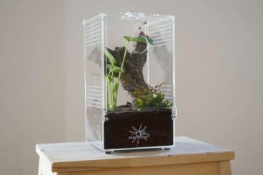 Enclosures kaufen und verkaufen Photo: ARACHNOsys Acrylglas-Terrarien Enclosures kaufen und verkaufen Photo: ARACHNOsys Acrylglas-Terrarien