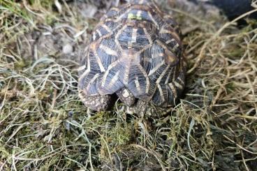 Schildkröten  kaufen und verkaufen Foto: Geochelone elegans elegans