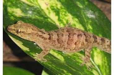 Geckos kaufen und verkaufen Photo: Bavayia Robusta 1-1 gecko