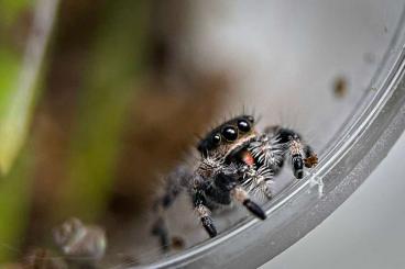 Spinnen und Skorpione kaufen und verkaufen Foto: Suche diverse Vogel- oder Springspinnen...