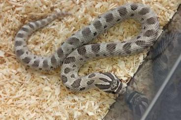 Nattern ungiftige kaufen und verkaufen Foto: Hakennasennatter / Heterodon nasicus Nattern ungiftige kaufen und verkaufen Foto: Hakennasennatter / Heterodon nasicus