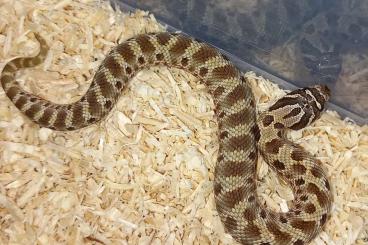 Schlangen kaufen und verkaufen Foto: Hakennasennatter / Heterodon nasicus