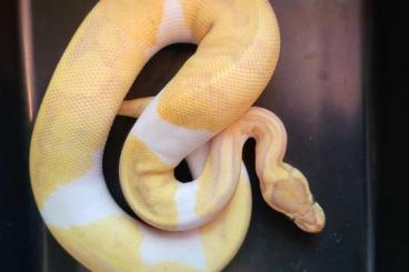 Ball Pythons kaufen und verkaufen Photo: Python royaux pied jeunes et adultes