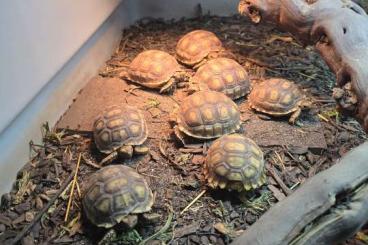 Schildkröten  kaufen und verkaufen Foto: A vendre pour hamm Centrochelys sulcata