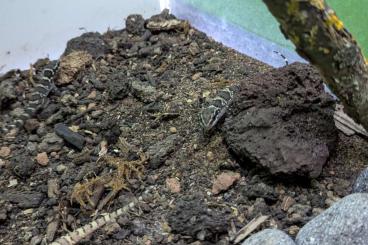 Geckos kaufen und verkaufen Photo: Hemidactylus sahgali ex tridrus 
