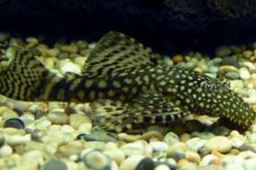 ornamental fish kaufen und verkaufen Photo: 2 Blaue Antennenwelse an Abholer ornamental fish kaufen und verkaufen Photo: 2 Blaue Antennenwelse an Abholer
