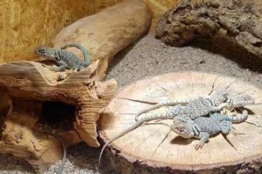 Echsen  kaufen und verkaufen Foto: Halsbandleguane Crotaphytus collaris collaris (Wichita Mountains)