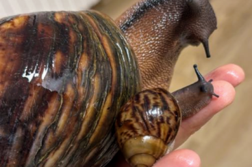 Mollusca kaufen und verkaufen Photo: Nigerianische Riesenschnecke Archachatina Marginata Ovum XXL.Giant Nig Mollusca kaufen und verkaufen Photo: Nigerianische Riesenschnecke Archachatina Marginata Ovum XXL.Giant Nig