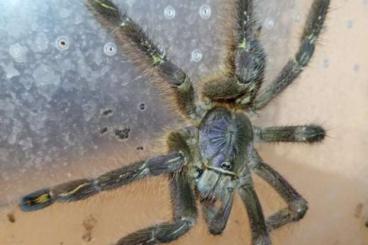 Spinnen und Skorpione kaufen und verkaufen Foto: 2.0 Poecilotheria sp. "Lowland" (Poecilotheria bara)