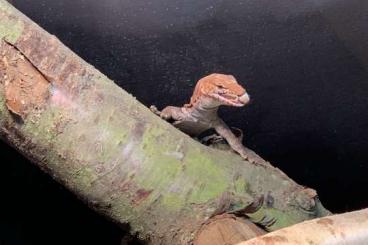 Lizards kaufen und verkaufen Photo: Varanus pilbarensis 1.0. 