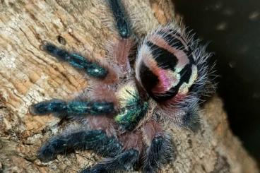 Vogelspinnen kaufen und verkaufen Foto: 1.0 megascopula, ultramarinus, seladonia 