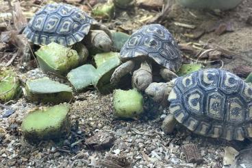 Landschildkröten kaufen und verkaufen Foto: stigmochelys pardalis pardalis