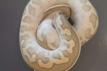 Pythons kaufen und verkaufen Foto: Königspython Leopard Butter Ghost ♂️