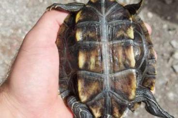 Turtles and Tortoises kaufen und verkaufen Photo: For Verona Reptiles, baby and sub adult
