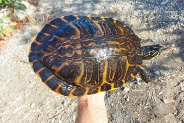 Turtles and Tortoises kaufen und verkaufen Photo: Pseudemys floridana adult and reproductive