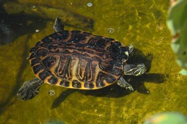 Turtles and Tortoises kaufen und verkaufen Photo: Fresh water turtles for Fiano and Milano