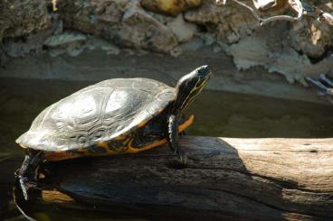 Turtles and Tortoises kaufen und verkaufen Photo: 0.2 Pseudemys concinna adult and reproductive Turtles and Tortoises kaufen und verkaufen Photo: 0.2 Pseudemys concinna adult and reproductive