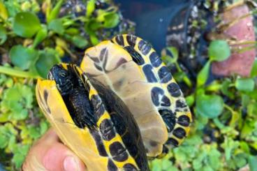Turtles and Tortoises kaufen und verkaufen Photo: 1.1 sub adult Pseudemys concinna Turtles and Tortoises kaufen und verkaufen Photo: 1.1 sub adult Pseudemys concinna