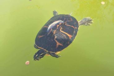 Turtles and Tortoises kaufen und verkaufen Photo: 0.1 Pseudemys nelsoni adult and reproductive Turtles and Tortoises kaufen und verkaufen Photo: 0.1 Pseudemys nelsoni adult and reproductive
