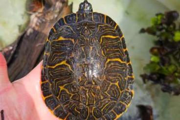 Turtles and Tortoises kaufen und verkaufen Photo: 0.1 Pseudemys concinna sub adult