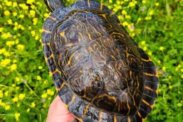 Turtles and Tortoises kaufen und verkaufen Photo: 1.0 Pseudemys concinna reproductive 