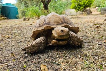 Turtles and Tortoises kaufen und verkaufen Photo: Centrochelys sulcata male cb 14