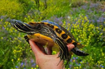 Schildkröten kaufen und verkaufen Foto: 1.0 Pseudemys concinna adult Schildkröten kaufen und verkaufen Foto: 1.0 Pseudemys concinna adult