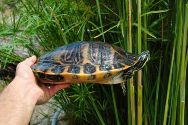 Schildkröten kaufen und verkaufen Foto: 0.1 Pseudemys floridana reproductive Schildkröten kaufen und verkaufen Foto: 0.1 Pseudemys floridana reproductive