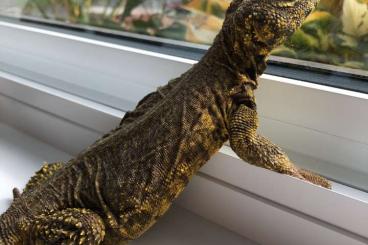 andere Echsen kaufen und verkaufen Foto: Search Uromastyx acanthinura