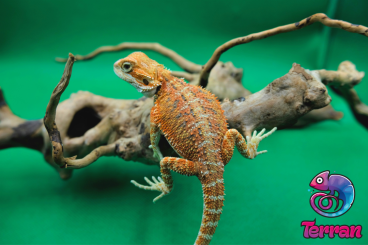 Agama kaufen und verkaufen Photo: Bearded dragons for sale wholesale