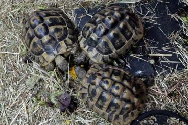 Landschildkröten kaufen und verkaufen Foto: Griechische Landschldkröte (Testudo hermanni)