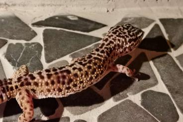 Geckos kaufen und verkaufen Foto:    Leopardgecko Weibchen 
