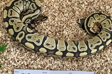 Königspythons kaufen und verkaufen Foto: Hobbyaufgabe/Umstellung Königspythons / Python regius