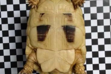 Schildkröten  kaufen und verkaufen Foto: Ägyptische Landschildkröte