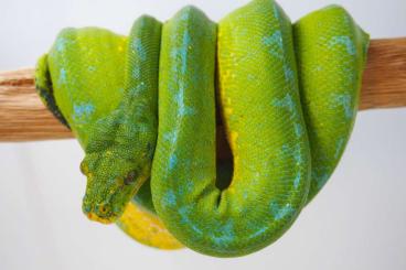 Pythons kaufen und verkaufen Foto: 1.0 Kofiau Morelia viridis/azurea pulcher