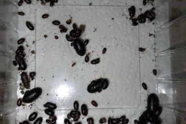 Insects kaufen und verkaufen Photo: perisphaerus pygmeae, roly poly roach, pseudoglomeris 