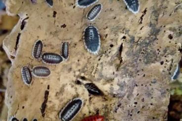 other Arthropoda kaufen und verkaufen Photo: Asseln, armadillidium, porchellio