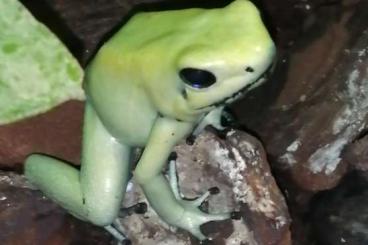 Pfeilgiftfrösche kaufen und verkaufen Foto: Quappen, phyllobates terribilis mint Pfeilgiftfrösche kaufen und verkaufen Foto: Quappen, phyllobates terribilis mint